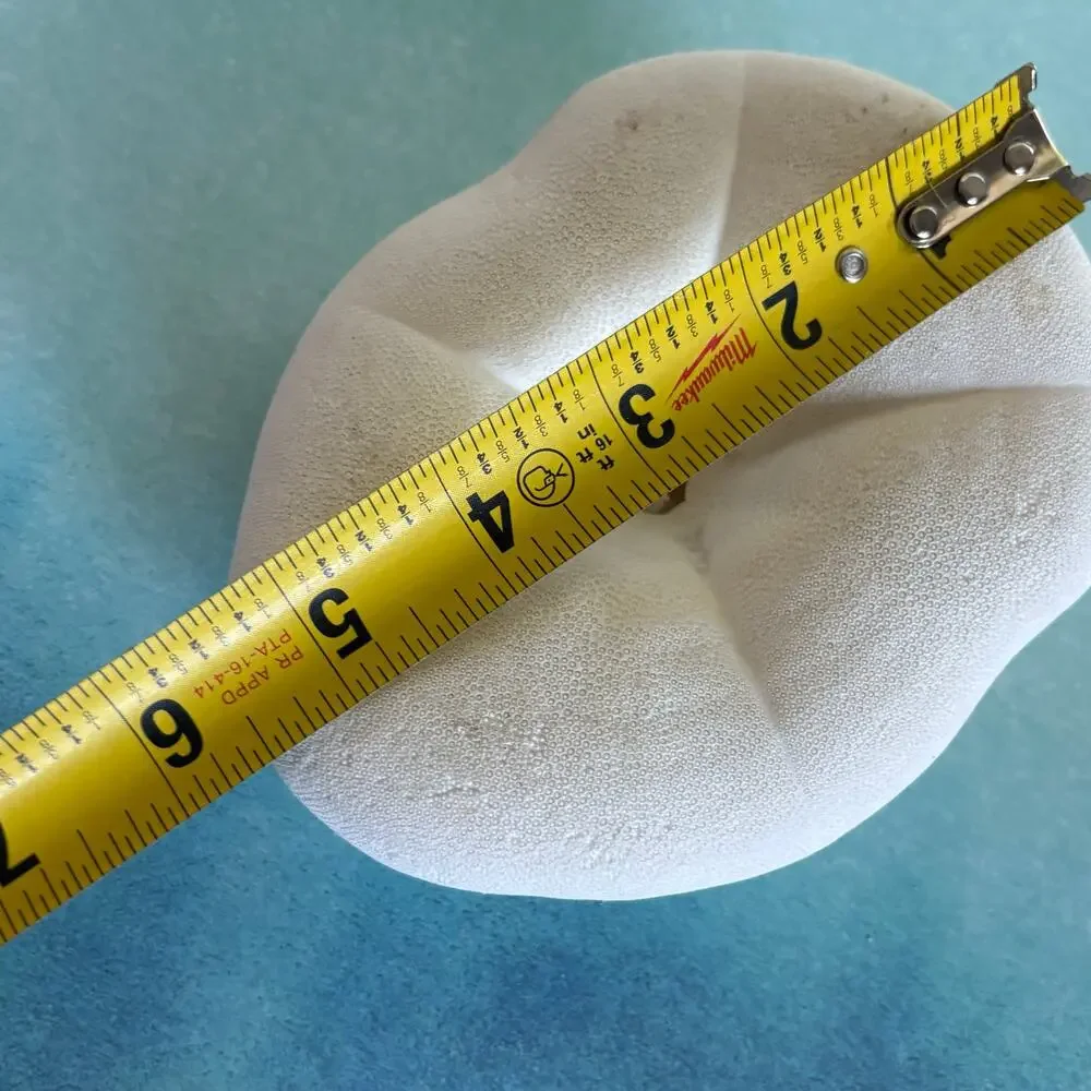 Natural Sea Biscuit Large Beach Shell Coastal Decor 5.5”